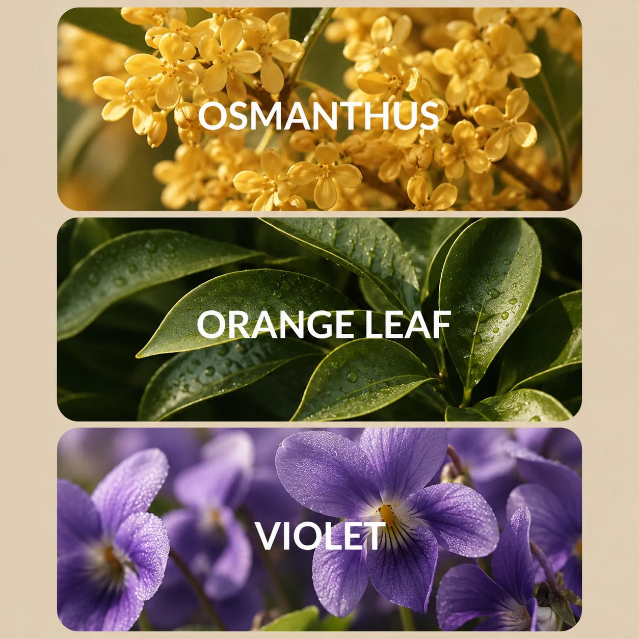 Golden Osmanthus Rain