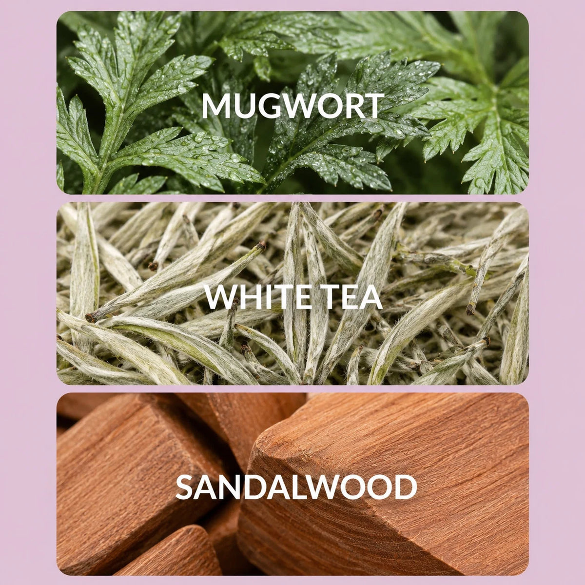 Mountain Tea